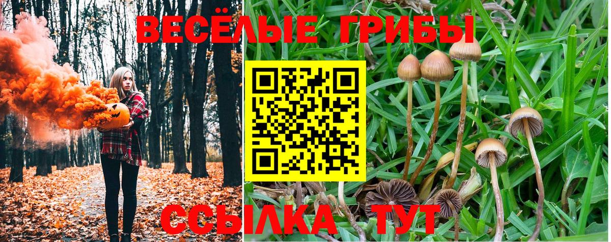 Муравленко  Псилоцибиновые грибы прущие грибы  Вход с VPN  Галлюциногенные грибы Psilocybe 
